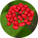 Ginseng